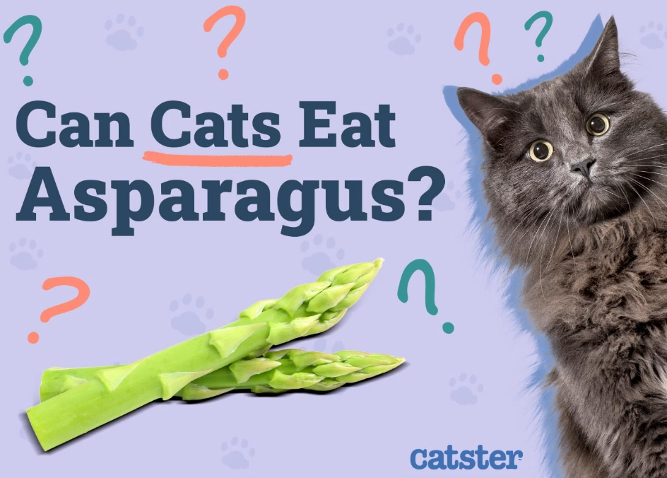 can cats have asparagus