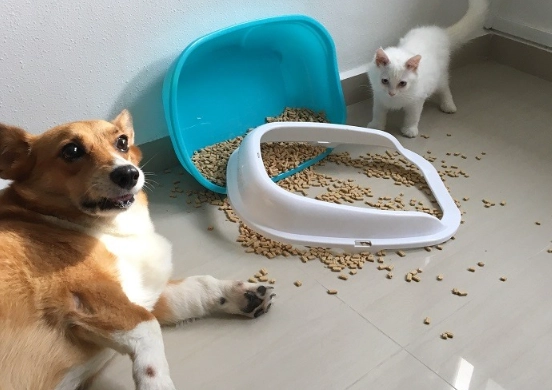 cat litter ingestion dogs
