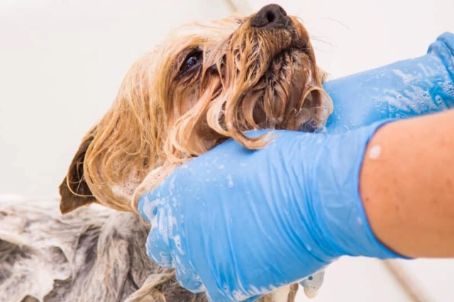 dog shampoo vs cat shampoo dog shampoo vs cat shampoo