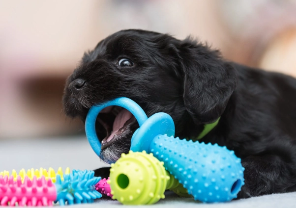 chew toys for teething puppies chew toys for teething puppies