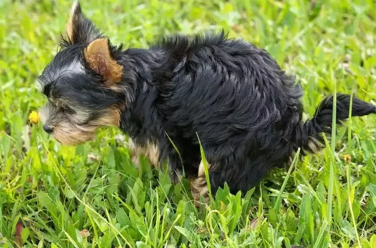 treating dog diarrhoea