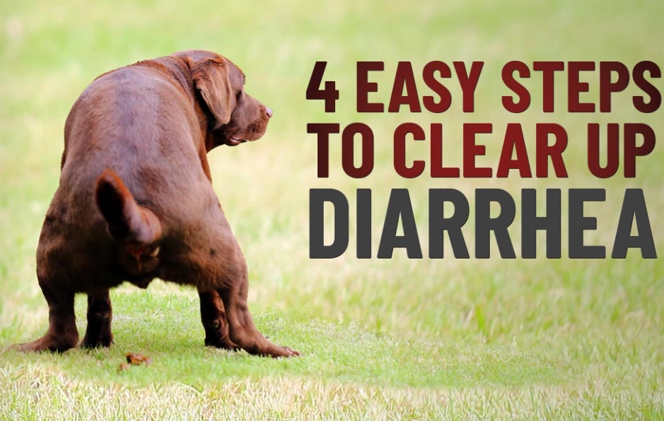 what can i give my dog for diarrhea