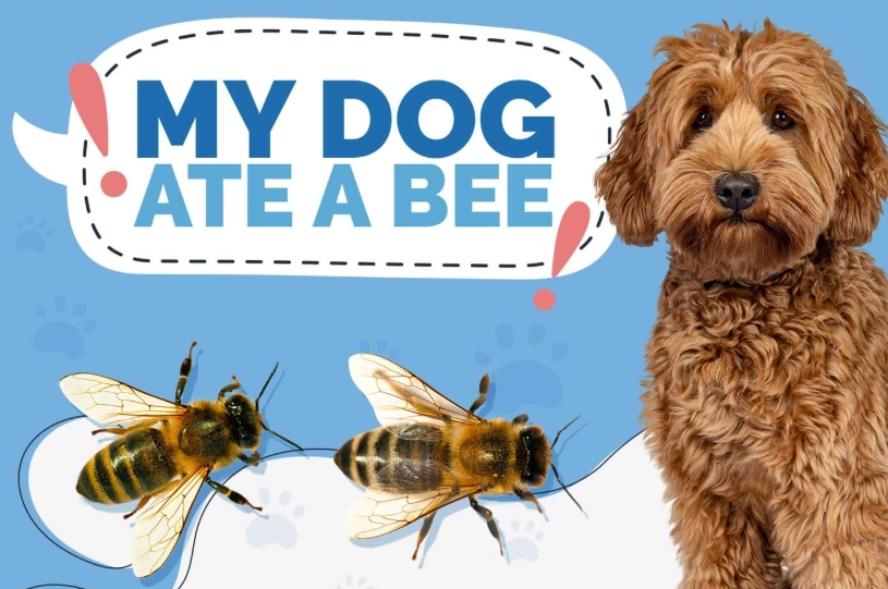 are bees poisonous to dogs are bees poisonous to dogs