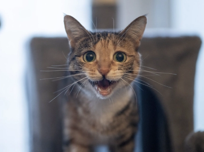 why does my cat yowl why does my cat yowl