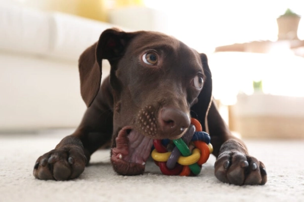 chew toys for teething puppies chew toys for teething puppies