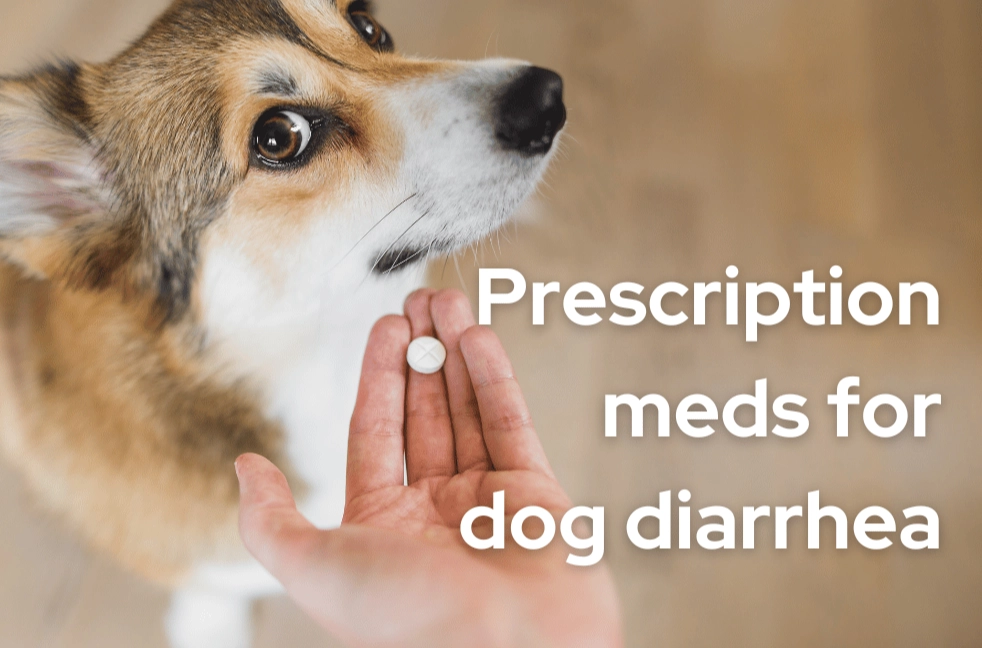 dog upset stomach treatment