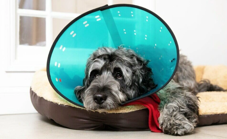 inflatable dog collar inflatable dog collar