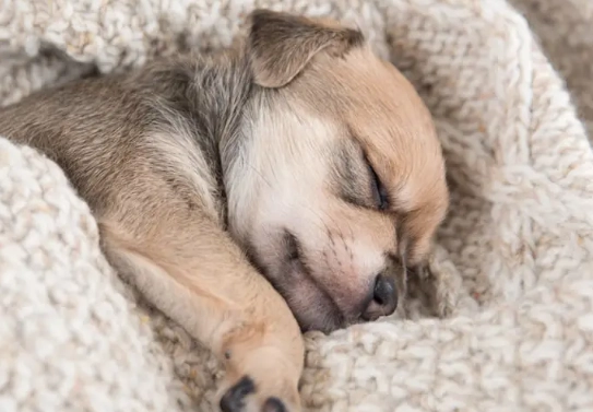 stop puppy whining at night