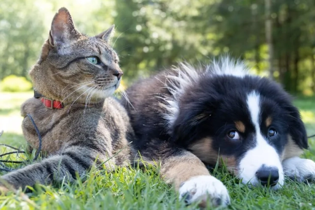 stop dog eating cat litter