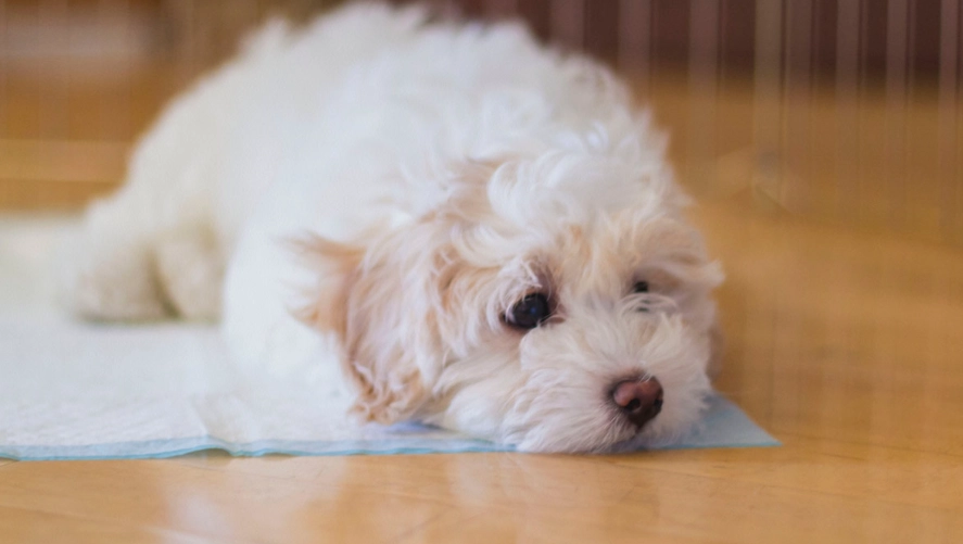 crate training for potty training crate training for potty training