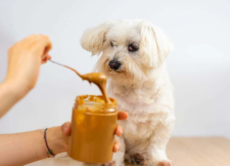 dog safe peanut butter