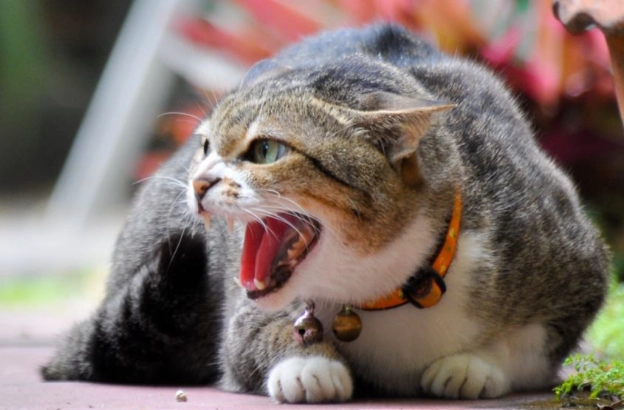 how to stop cat yowling how to stop cat yowling