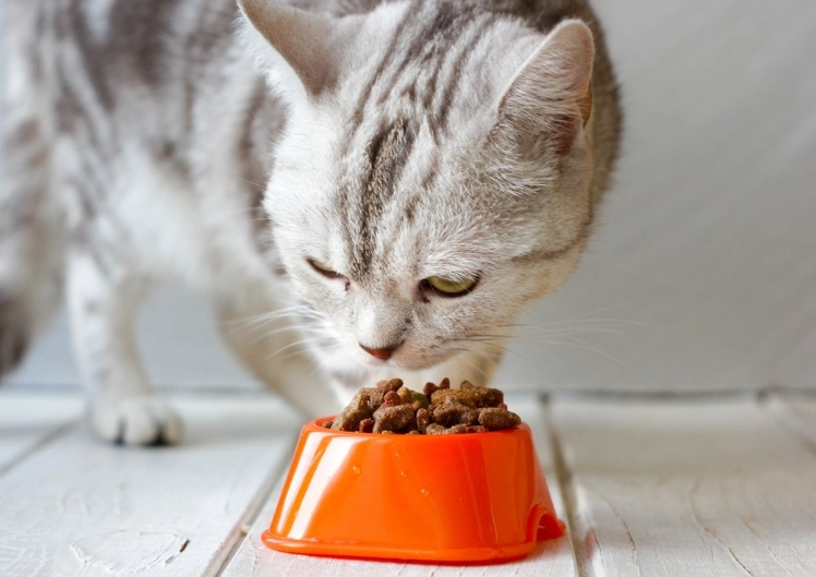 cat feeding chart by weight