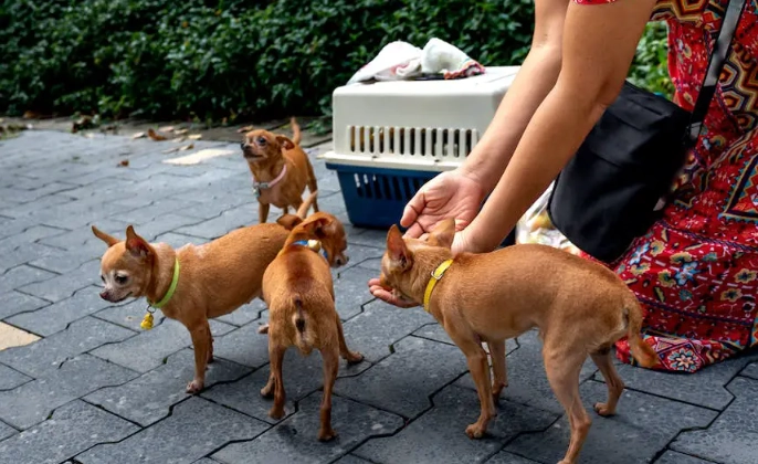 dog diarrhea home remedy dog diarrhea home remedy