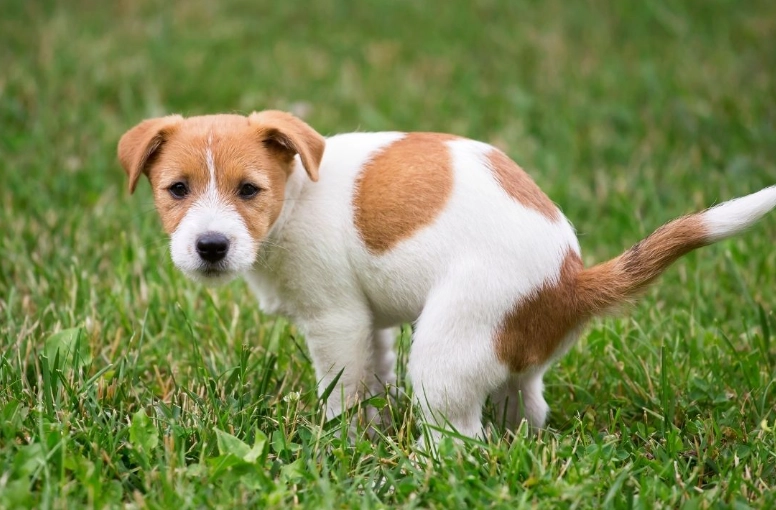 how to stop dog eating poop how to stop dog eating poop