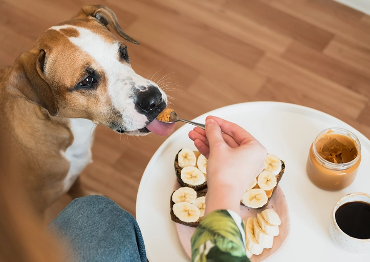 peanut butter for dogs peanut butter for dogs
