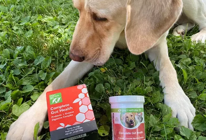 what to give dogs for diarrhea