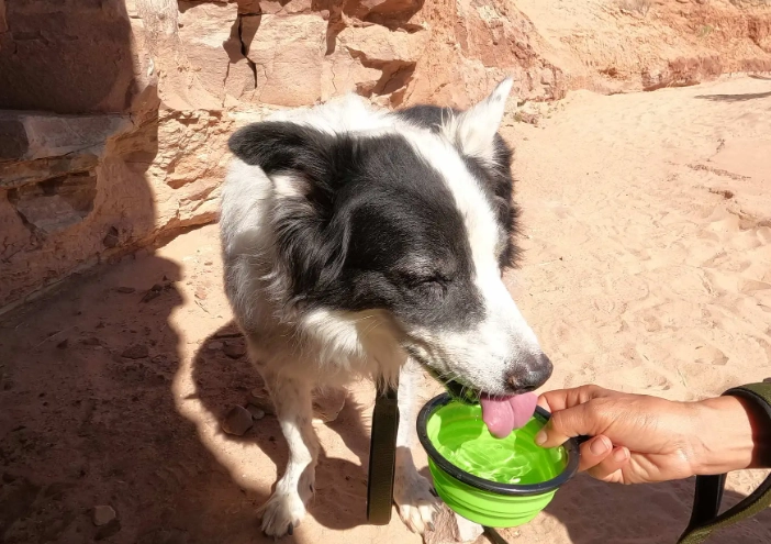 mushroom poisoning in dogs mushroom poisoning in dogs