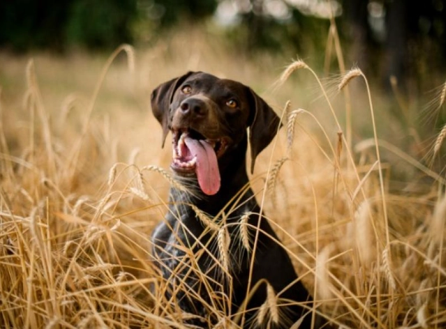 foxtail in dogs symptoms foxtail in dogs symptoms