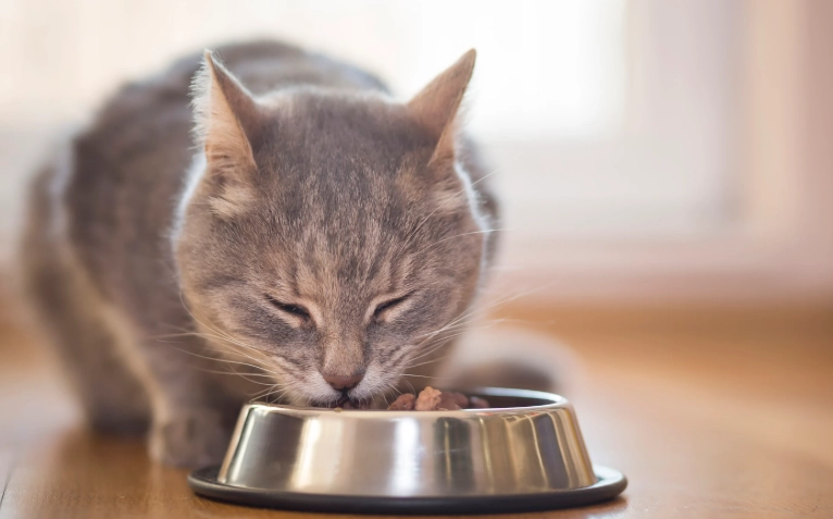 how much should a cat eat