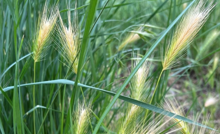 foxtail in dogs symptoms foxtail in dogs symptoms