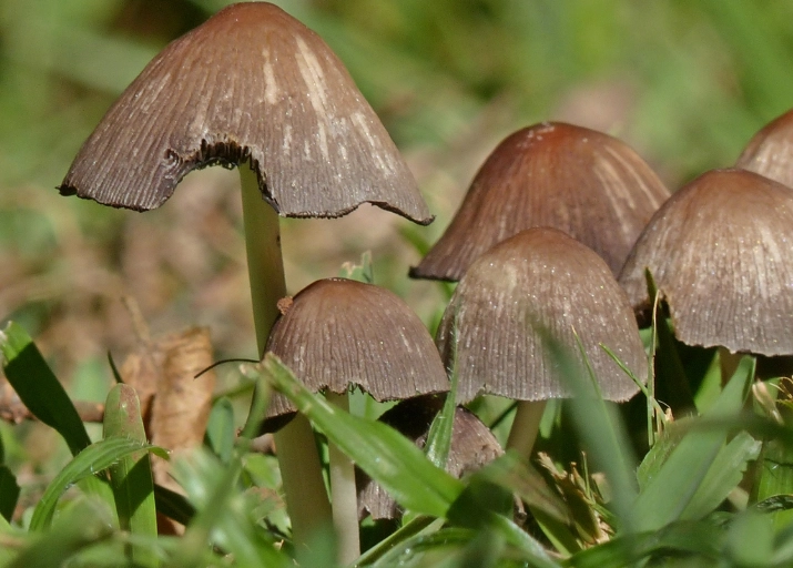 toxic mushrooms for dogs toxic mushrooms for dogs