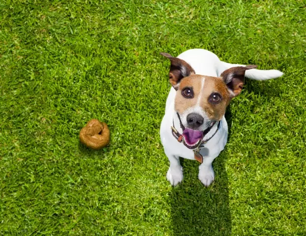 coprophagia in dogs coprophagia in dogs