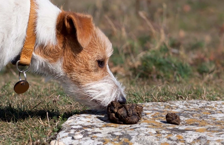 how to stop dog eating poop how to stop dog eating poop