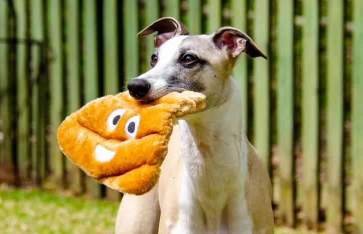 how to stop dog eating poop how to stop dog eating poop