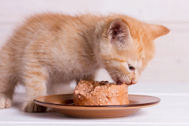 how many calories does a cat need