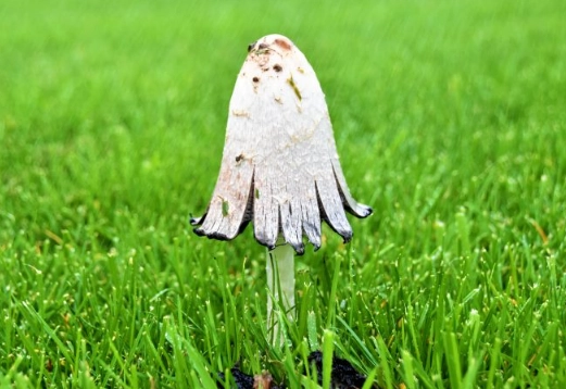 dog ate mushroom dog ate mushroom