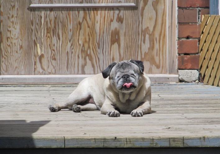 canine dementia treatment canine dementia treatment