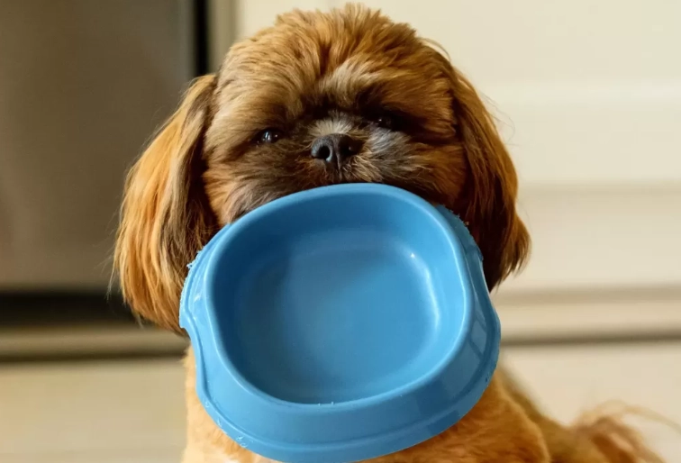 what to give a dog with diarrhea
