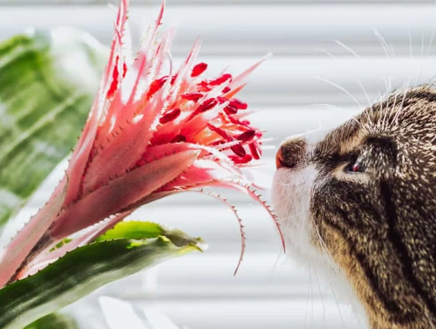 bromeliads cats bromeliads cats