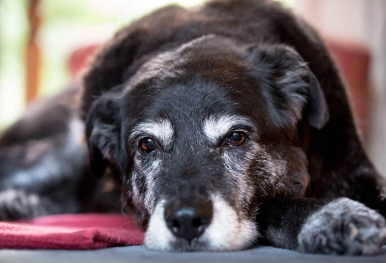 senile dog treatment senile dog treatment