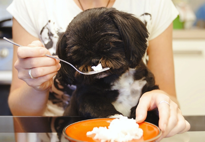 what to feed a dog with diarrhea what to feed a dog with diarrhea