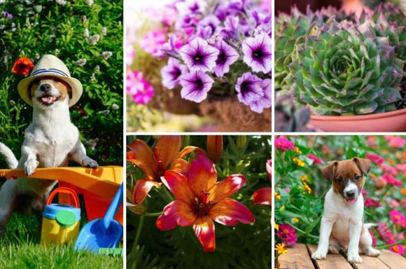 cat friendly flowers cat friendly flowers