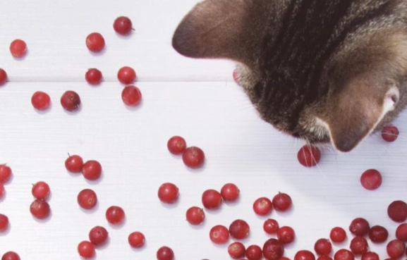cranberries for cats cranberries for cats