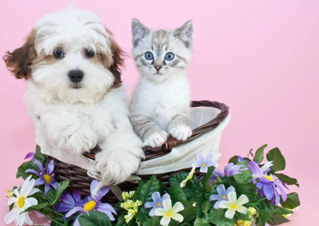 dog safe plants dog safe plants