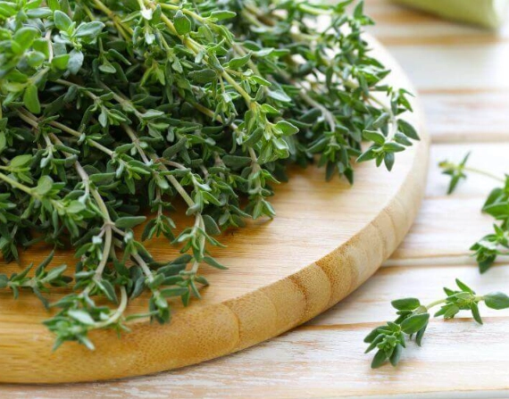 is thyme safe for dogs