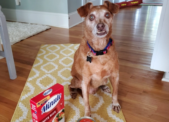 dog diarrhea treatment dog diarrhea treatment