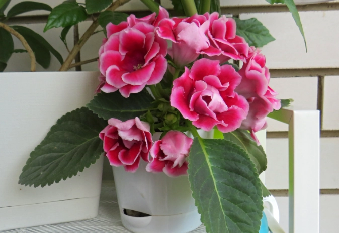 dog safe plants dog safe plants