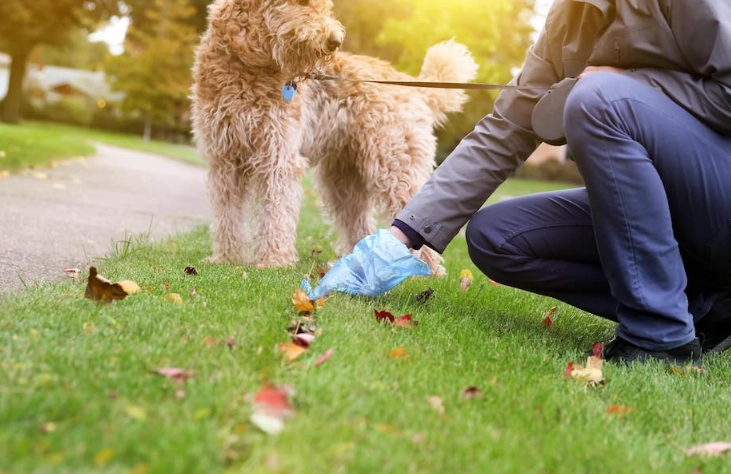 dog diarrhea treatment dog diarrhea treatment