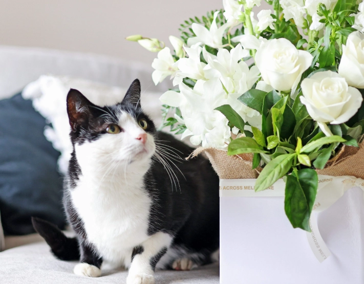 cat friendly flowers cat friendly flowers