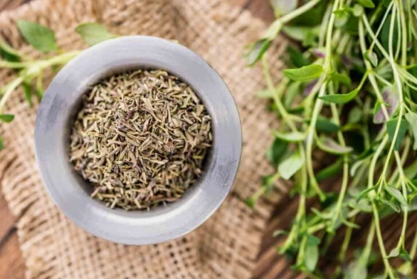 can dogs eat thyme