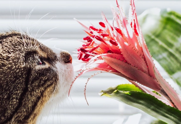 are bromeliads toxic to cats