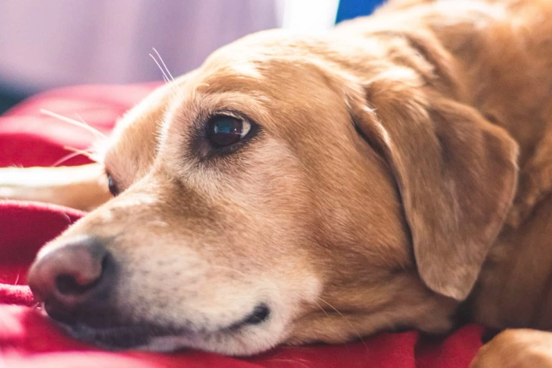 dog dementia medication dog dementia medication