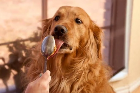 peanut butter for dogs
