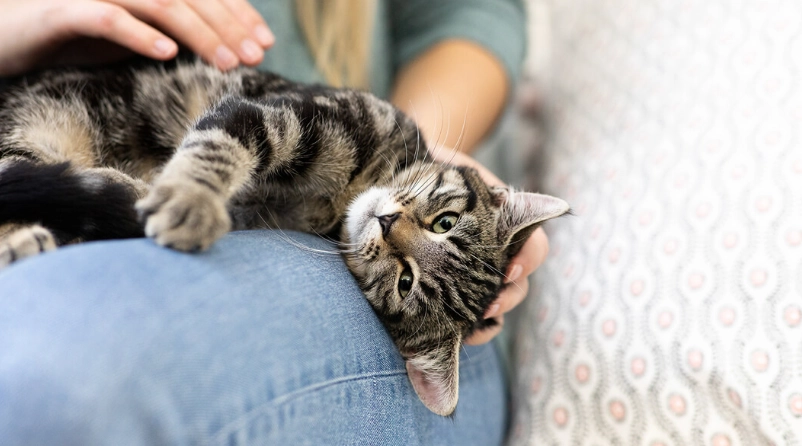 cat kneading behavior
