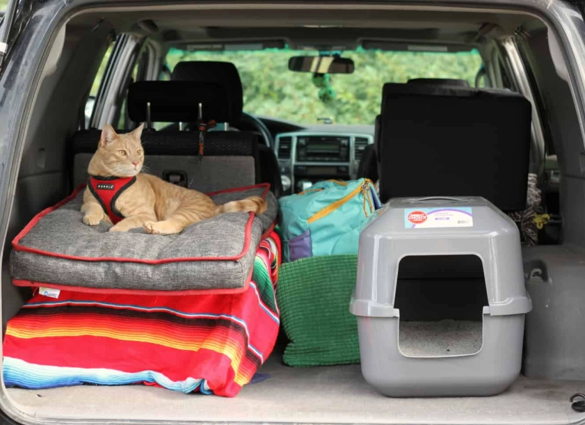 road trip with cats